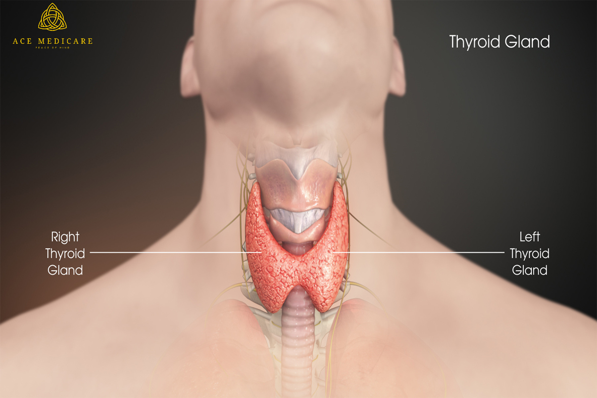 Thyroid Testing and Diagnosis: What to Expect and How to Prepare